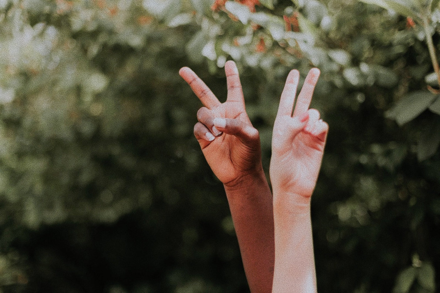 Spätsommer: 2 Hände Peace Zeichen vor Marillenbaum