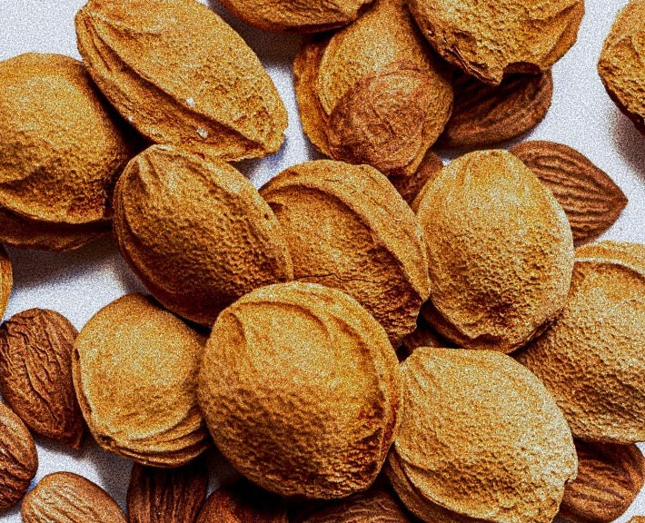 Lebensmittel aus Marillenkerne